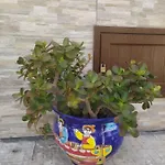 Hébergement de vacances Casa Bluchic Isola delle Femmine